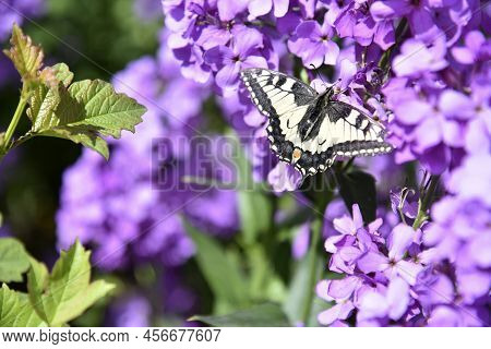 Butterfly Swallowtail Papilio Machaon On The Flowers Of The Night Violet Hésperis In Summer In The G