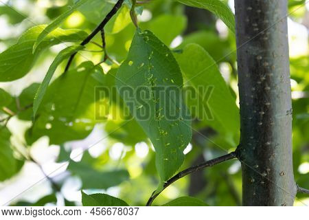 Bird Cherry Leaves Affected Gall Mites Or Cecidia. Gall Mites - Eriophyidae.