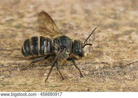 Detailed Closeup On A Cleptoparasite Banded Dark Bee, Stelis Punctulatissima, Sitting On Wood ,with 