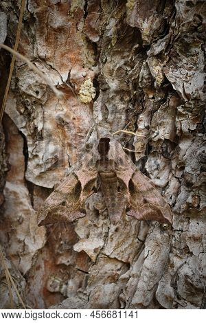 Vertical Coseup On A Eyed Hawk-moth, Smerinthus Ocellatus Sitting On Wood In The Gaden