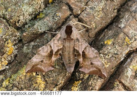 Closeup On A Eyed Hawk-moth, Smerinthus Ocellatus Sitting On Wood In The Gaden