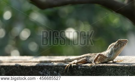 Oriental Garden Lizard Basking In Sun Stock Photo