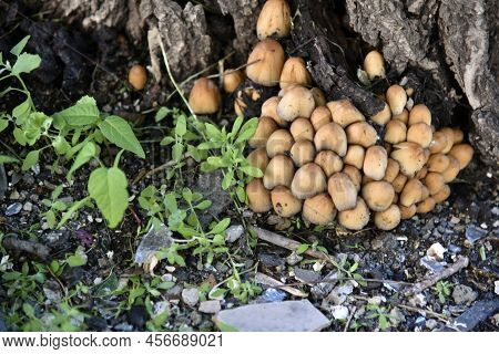 A Group Of Mushrooms Near The Tree Is The Shimmering Dung Coprinellus Micaceus
