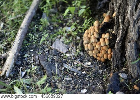 A Group Of Mushrooms Near The Tree Is The Shimmering Dung Coprinellus Micaceus