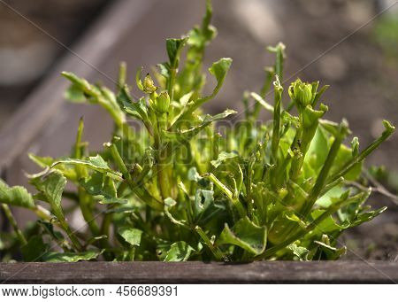 Close Up Of A Dahlias Garden Plant Been Eaten By Slugs Or Snales  Plant. Plain Blurred Background Fo