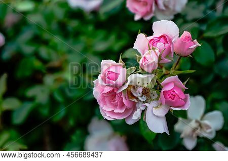 English Pink Rose