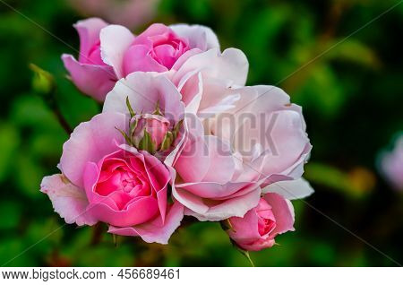 English Pink Rose