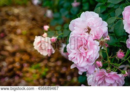 English Pink Rose