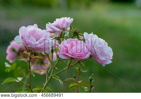 English Pink Rose