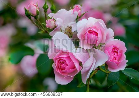 English Pink Rose