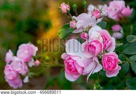 English Pink Rose
