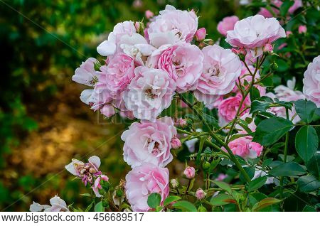 English Pink Rose