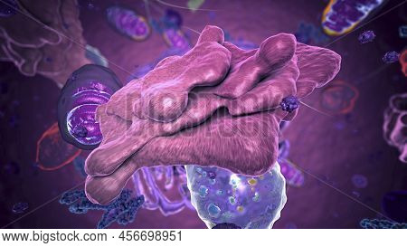 Organelles Inside Eukaryote, Focus On Golgi Apparatus - 3d Illustration