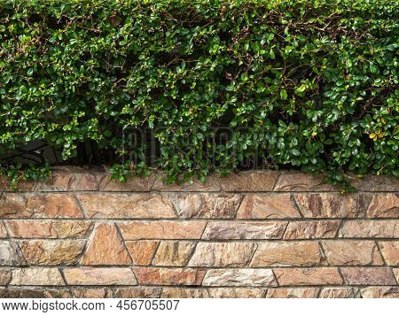 Geometry Stone Wall Background Seamless. Trapezoid, Rhombus, Parallelogram. And Eukien Tea(carmona R
