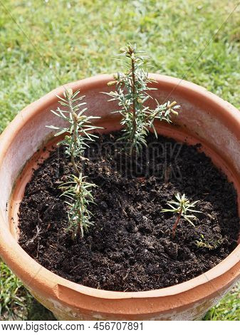 Four Young Nordmann Firs In A Terracotta Pot, Growth Concept, Environment And Conservation, Beauty O