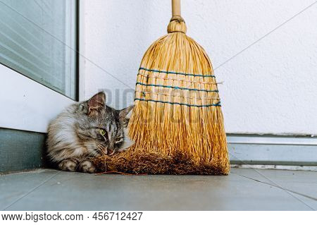Gray Fluffy Domestic Purebred Cat Lies On Tiled Floor In Corner Behind Broom, Hiding From Sun Or Pre