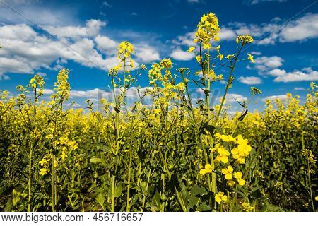 Blooming Yellow Rapseed Canola Field And Blu Sky With White Clouds