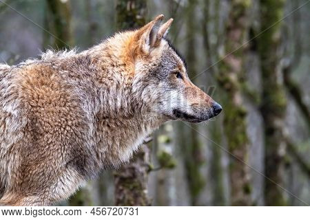 Close Up Of An Adult Wolve Roaming In The Forest