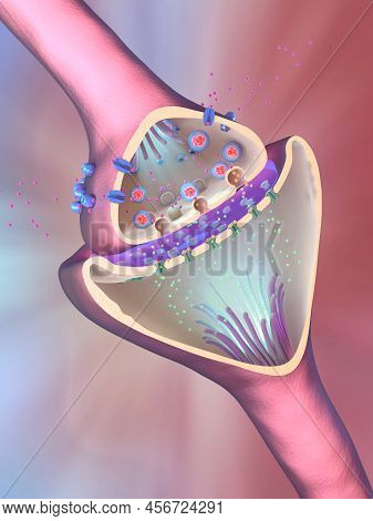 3d Illustration Of The Scientific Function Of A Synapse Or Neuronal Connection With A Nerve Cell