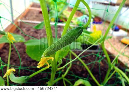 Young Cucumbers Growing Up A Plastic Mesh Inside A Polytunnel