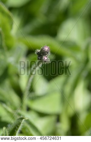 Orange Hawkweed Flower Buds In The Garden