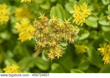 Orange Stonecrop Weihenstephaner Gold Flowers In The Garden