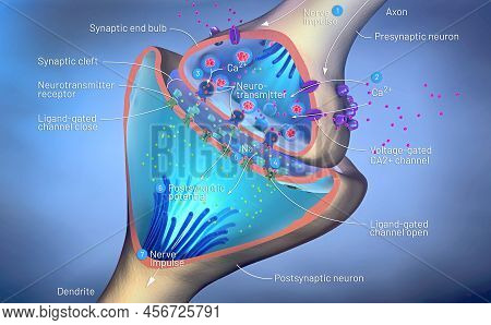 Scientific Function Of A Synapse Or Neuronal Connection With A Nerve Cell - 3d Illustration