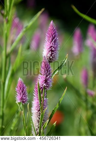 Beautiful Pinkish Purple Feathery Celosia Flower Blossom.