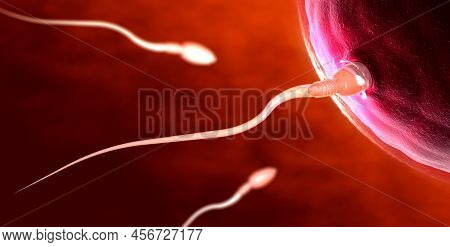 3d Illustration Of Red Transparent Sperm Cells Swimming Towards Egg Cell