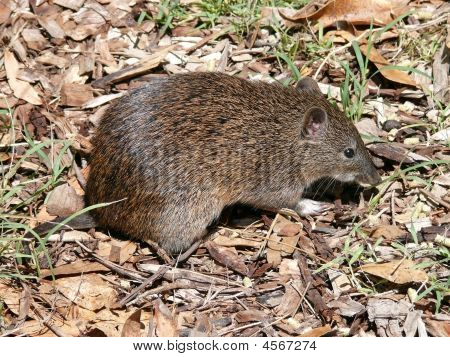 Potoroo