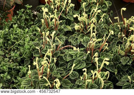 Colorful Peperomia Caperata Plants In Bloom In The Garden