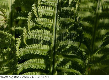 Common Polypody Polypodium Vulgare. Dark Green Fern Fronds. Botanical Foliage Texture Background. Fr