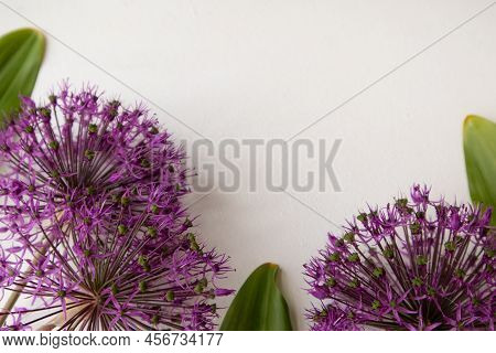 Allium Is Angular. Decorative Bow On A White Background With Green Leaves And A Place For Text. Bann