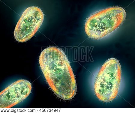 Transparent And Colorful Protozoa Or Unicellular Organism - 3d Illustration