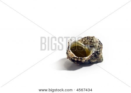 Sea Shell