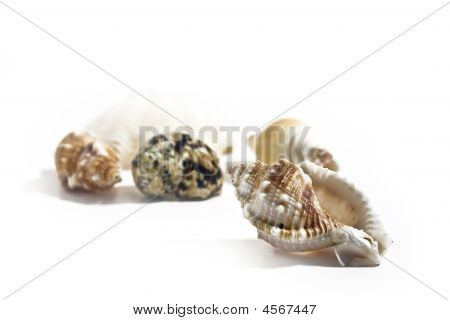 Sea Shell