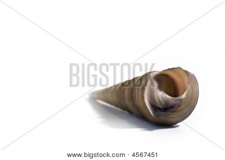 Sea Shell