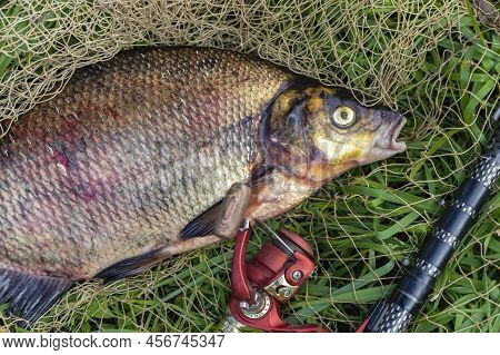 Big Fresh Bream. Freshly Caught River Fish. Large Tasty Fish Close-up. Fishing For Spinning And Feed