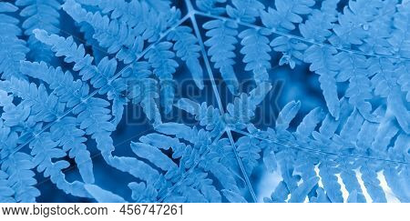 Blue Fern Leaf With Visible Details. Background
