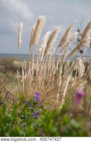 Foxtail Plant At Las Flores Beach During Dusk, Maldonado, Uruguay