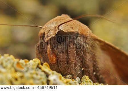 Facial Closeup On A Light Color Form Of The Large Yellow Underwing Noctua Pronuba, Sitting On Wood I