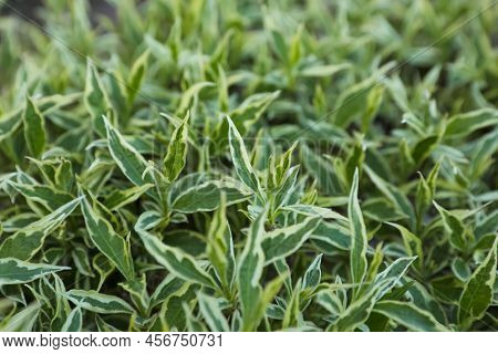 Beautiful Diervilla Sessilifolia Plant With Green Leaves, Closeup. Gardening Season
