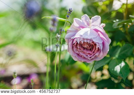 Lavender Purple Rose Novalis Blooms By Lavender In Summer Garden. Close Up Of Flower. Kordes German 