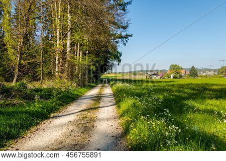 Magnificent Forests Of Switzerland .nature Background, Beautiful Landscape