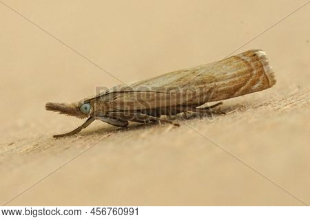 Detailed Closeup On The Commo Garden Grass-veneer , Chrysoteuchia Culmella Sitting On Wood In The Ga