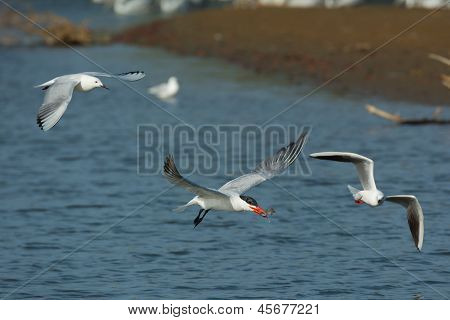 Pagaza piquirroja en vuelo seguida de gaviotas tenuirostris