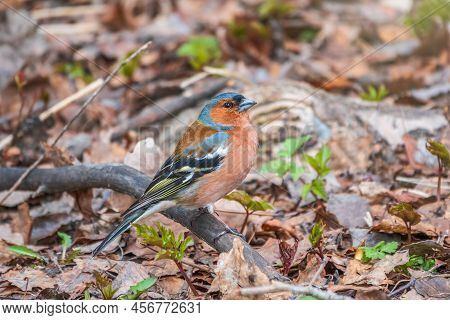 Common Chaffinch, Fringilla Coelebs, Sits On The Ground In Spring. Common Chaffinch In Wildlife.