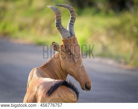 Portrait Of A Hartebeest (alcephalus Lelwel) In Murchison Falls National Park (uganda), Sunny Mornin