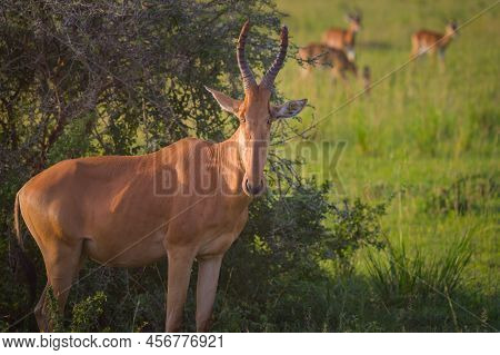 Portrait Of A Hartebeest (alcephalus Lelwel) In Murchison Falls National Park (uganda), Sunny Mornin