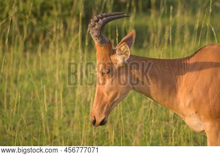 Portrait Of A Hartebeest (alcephalus Lelwel) In Murchison Falls National Park (uganda), Sunny Mornin